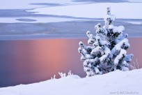 pine tree, pink , pond,
